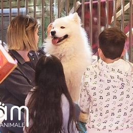 Médiation animale : lire avec un chien