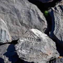 Médiation Exposition Pour Enfant : Les Mercredis De La Géologie