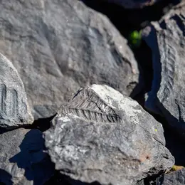 Médiation Exposition Pour Enfant : Les Mercredis De La Géologie