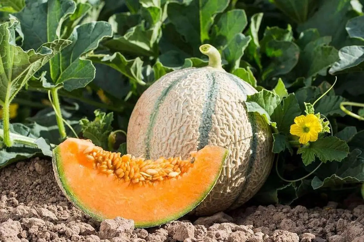 Melon en f&ecirc;te &agrave; Cavaillon ! 