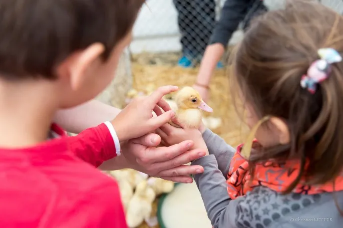 Les enfants découvrent les animaux de la ferme