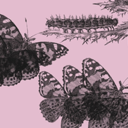 Métamorphoses : concert lyrique