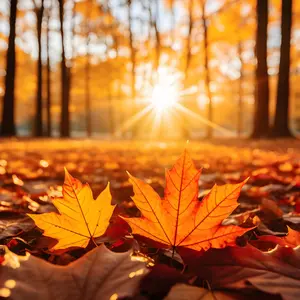 Météo à Tours et en Indre-et-Loire : du soleil et jusqu'à 20 °C attendus cette semaine