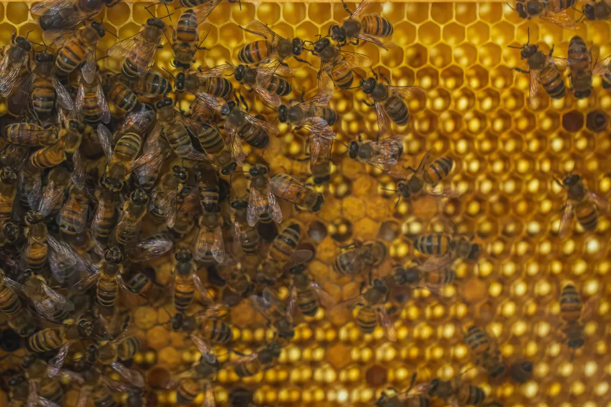 Micro-Folie : conférence le miel : comment font les abeilles?