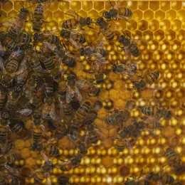 Micro-Folie : conférence le miel : comment font les abeilles?