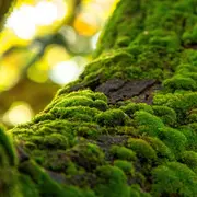 Micro-Safari : les mousses à portée de loupe !