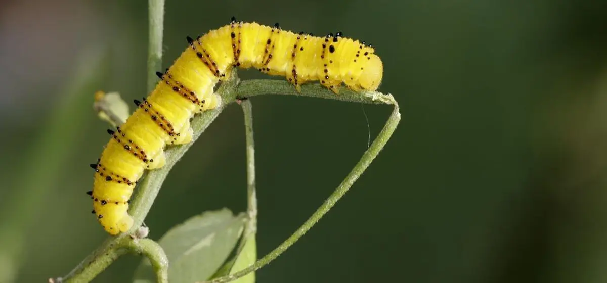 Micropolis - La cité des insectes