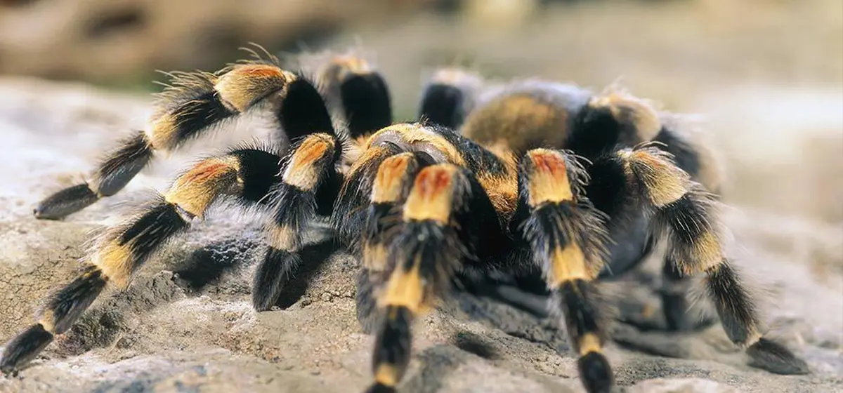 Micropolis - La cité des insectes