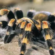 Micropolis - La cité des insectes