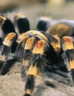 Micropolis - La cité des insectes