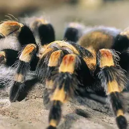 Micropolis - La cité des insectes