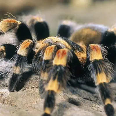 Micropolis - La cité des insectes