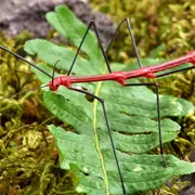 Micropolis - La cité des insectes