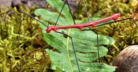 Micropolis - La cit&eacute; des insectes