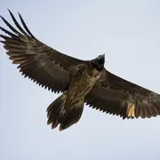 Migration Des Oiseaux