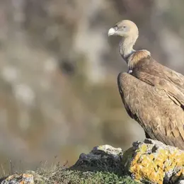 Mini randonnée  Sous les ailes des vautours  - Maison des Accompagnateurs