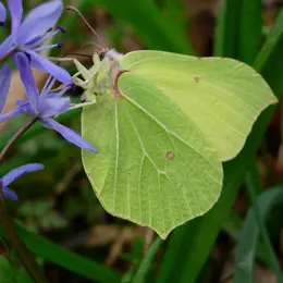 Minute papillon !