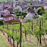Le sentier des Grands Crus, vue imprenable sur le vignoble alsacien