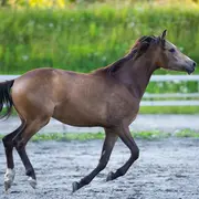 Modèles et allures 2 et 3 ans