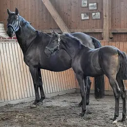 Modèles et allures poulinières et foals