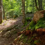 Moment d'échange sur l'avenir des forêts et de la gestion du bois