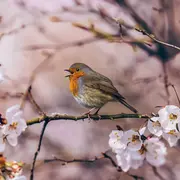 Moment musical de Printemps