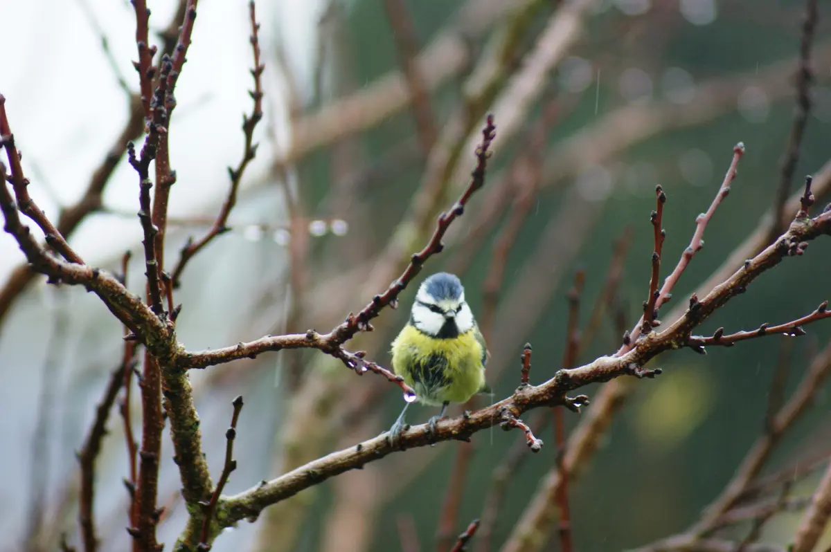 Mon nichoir en palettes avec le SEROC – Les cafés des astucieux