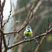 Mon nichoir en palettes avec le SEROC – Les cafés des astucieux