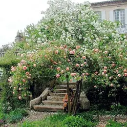 Mongenan fête les Rendez-vous aux jardins