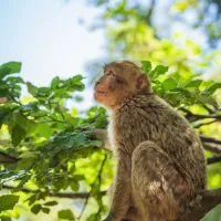 Les macaques de Barbarie se promènent librement dans le parc &copy; Facebook.com/lamontagnedessinges/ - Alexandra Koeniguer