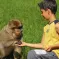 Les macaques de la Montagne des Singes sont particulièrement sociables DR