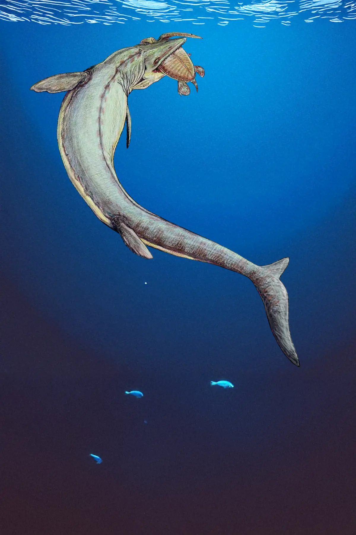 Mosasaures, quand les lézards régnaient sur les mers