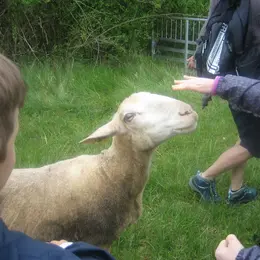 Mouton Challenge au Marais de Bonnefont