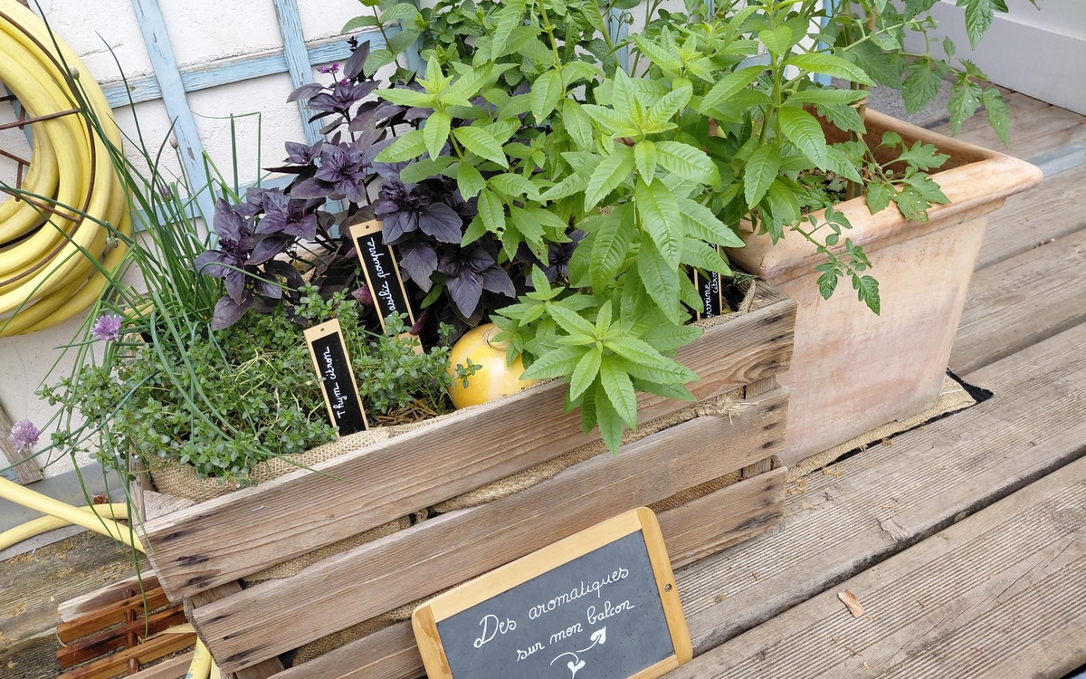Aromatiques de la terrasse de la Maison du jardinage et du compostage