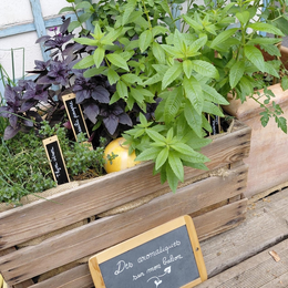 Multiplier vos aromatiques et plantes d’intérieur !