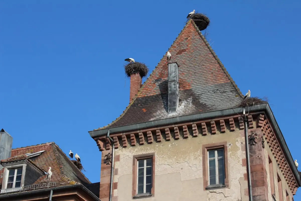 Les cigognes en centre-ville