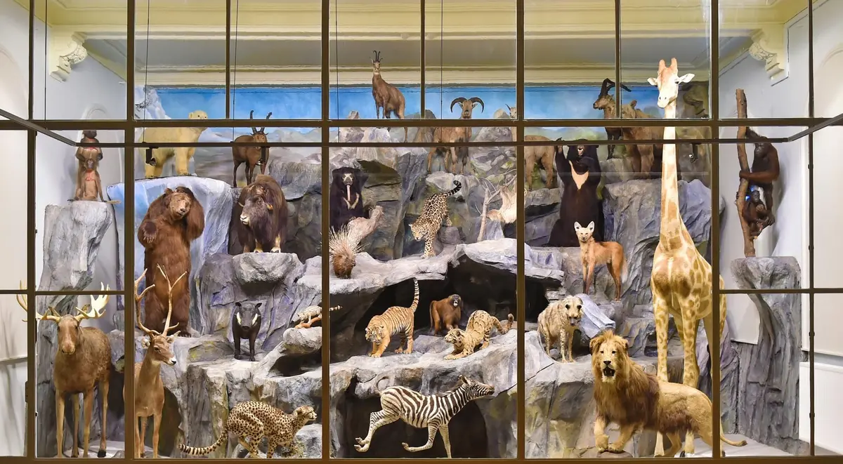 Musée d'Histoire Naturelle de Lille