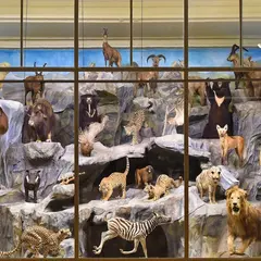 Musée d'Histoire Naturelle de Lille
