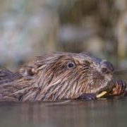 Musée L'Abbaye - Atelier - Ma rivière en papier