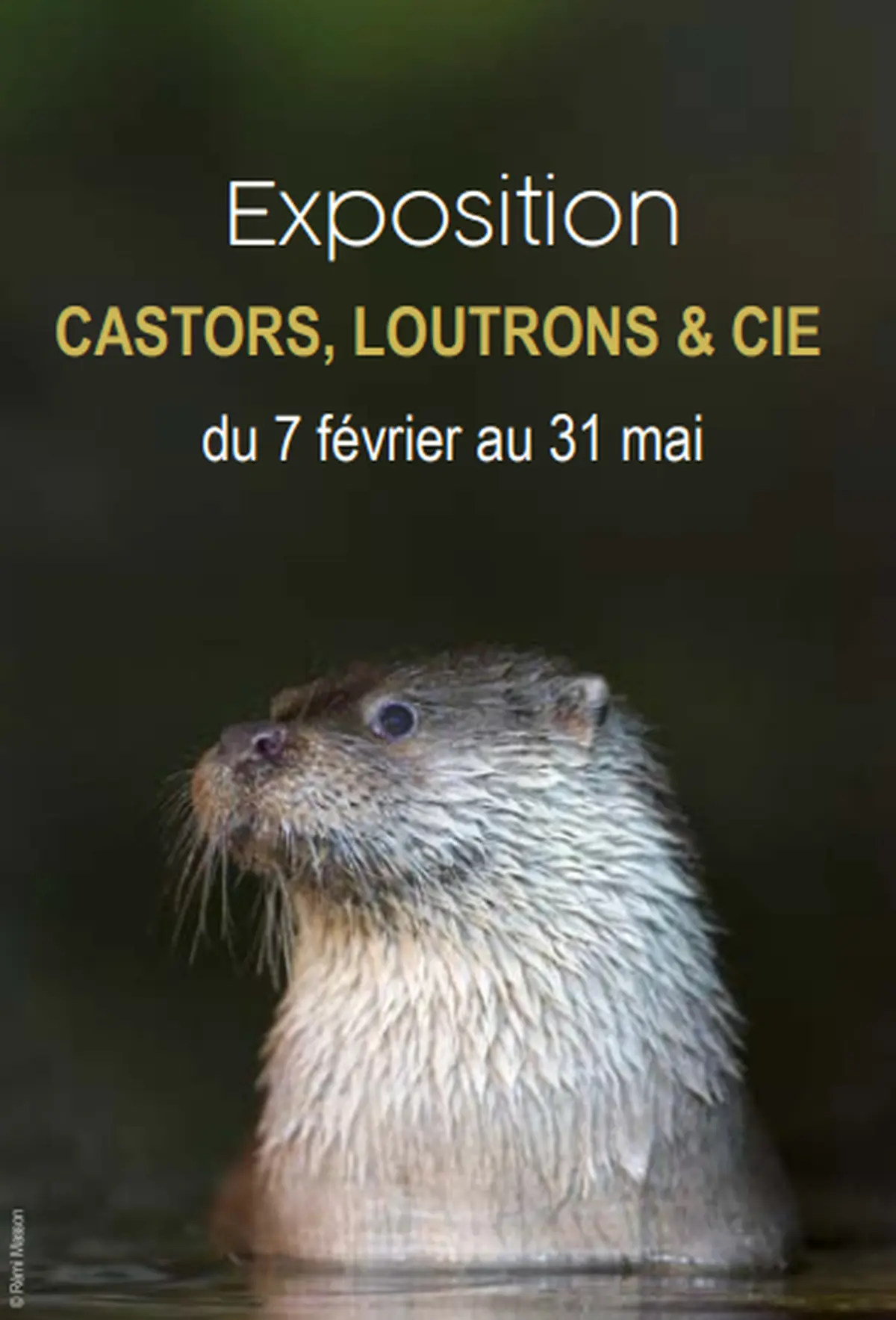Musée L'Abbaye - Exposition: Castors, loutrons & cie