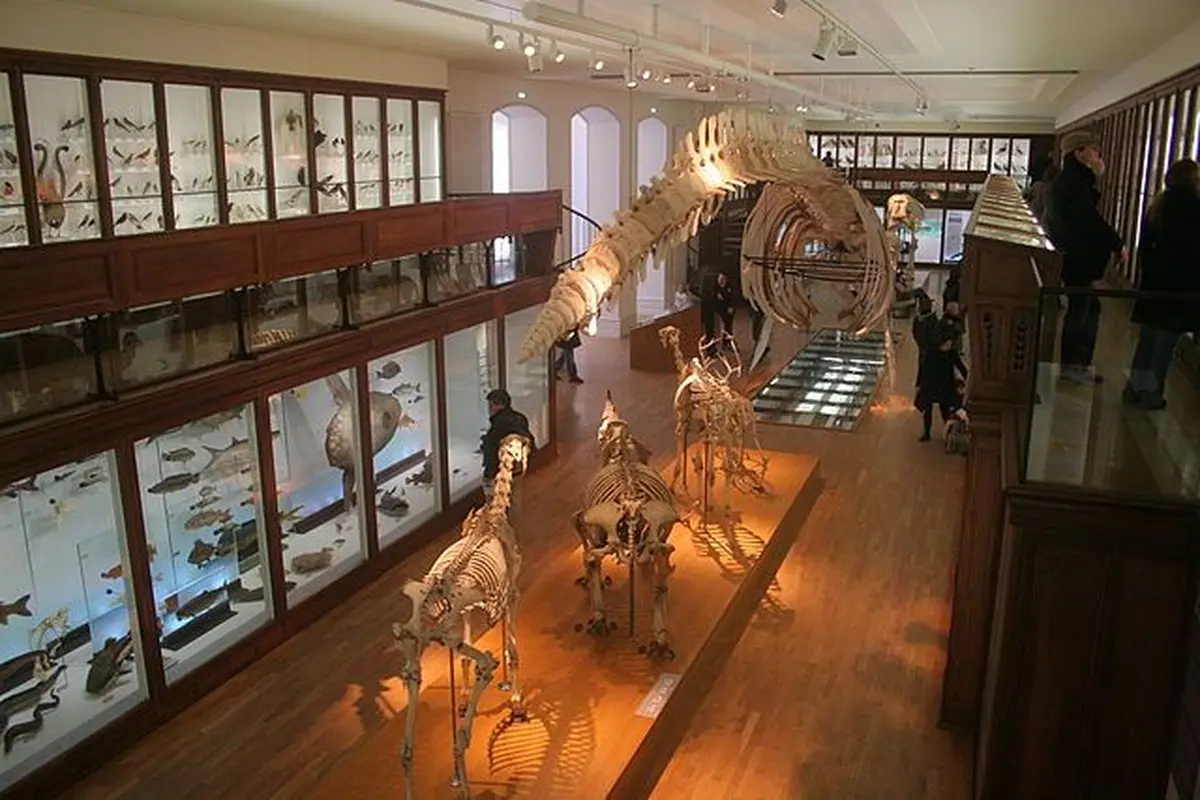 Muséum d'histoire naturelle de Nantes