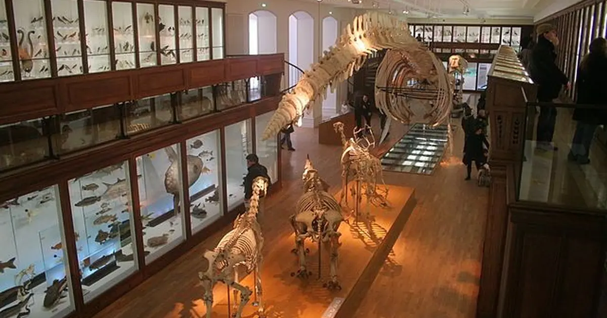 Muséum d'histoire naturelle de Nantes