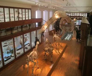 Muséum d\'histoire naturelle de Nantes