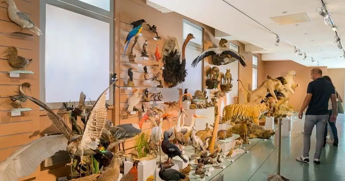 Muséum d'Histoire Naturelle de Tours