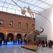 Muséum d’histoire naturelle de Toulouse