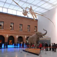 Muséum d’histoire naturelle de Toulouse &copy; Samuelbausson