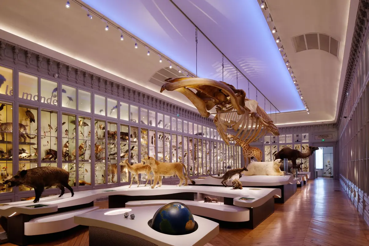 Le Rorqual commun du Museum de Bordeaux