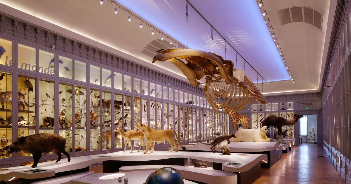 Le Rorqual commun du Museum de Bordeaux