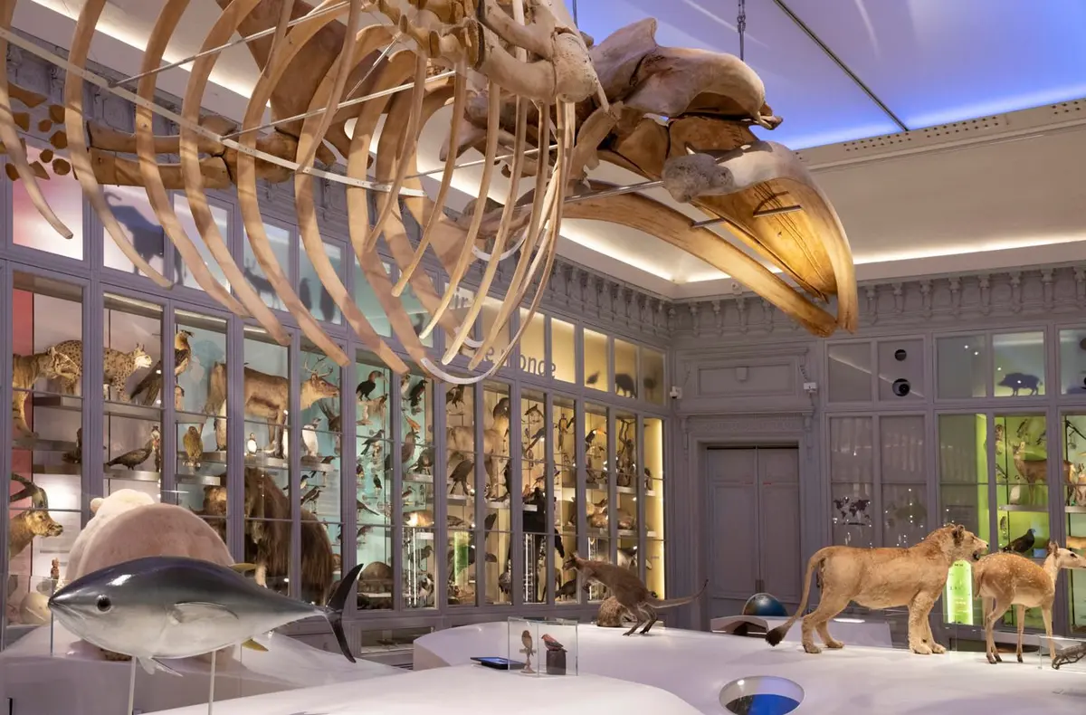 Le Rorqual commun du Museum de Bordeaux