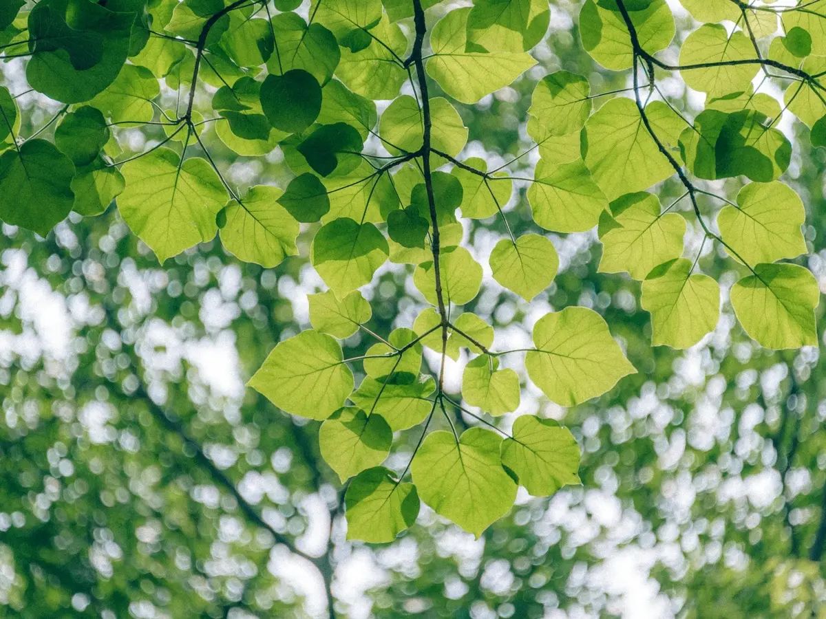 Musique verte au parc l'Evêque ENS